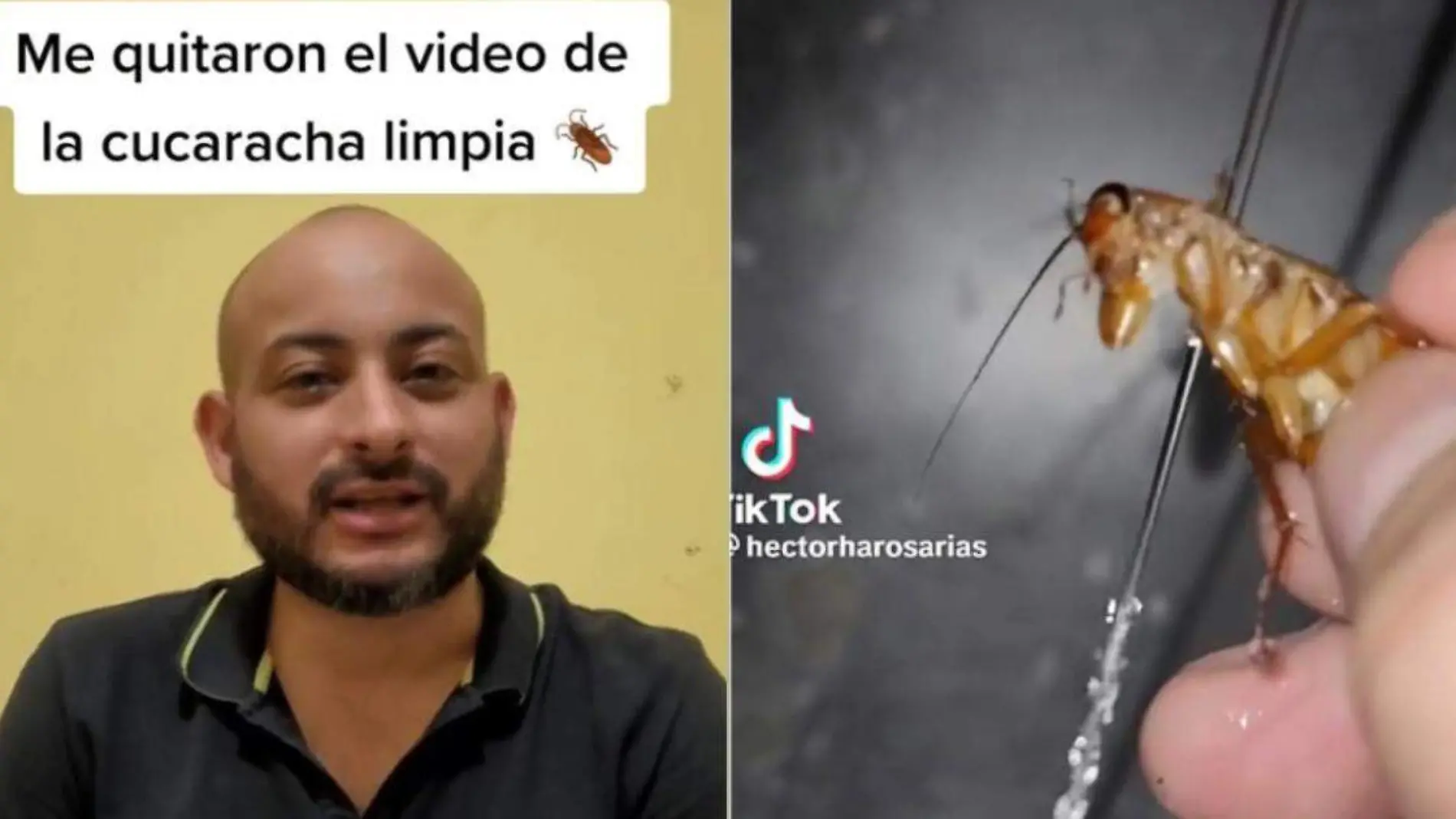 Joven bañó a cucaracha en video y Tik Tok baja el video por maltrato animal